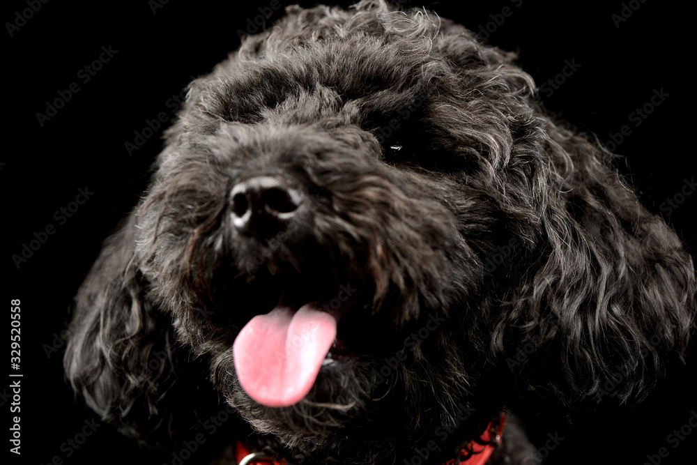 Portrait of an adorable lagotto Portrait of an adorable lagotto