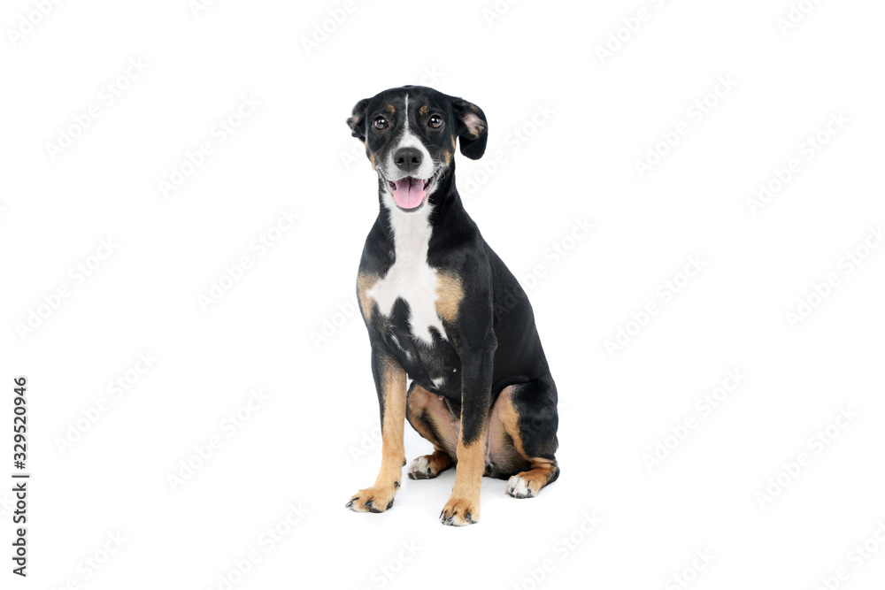 Studio shot of a lovely Mixed breed dog