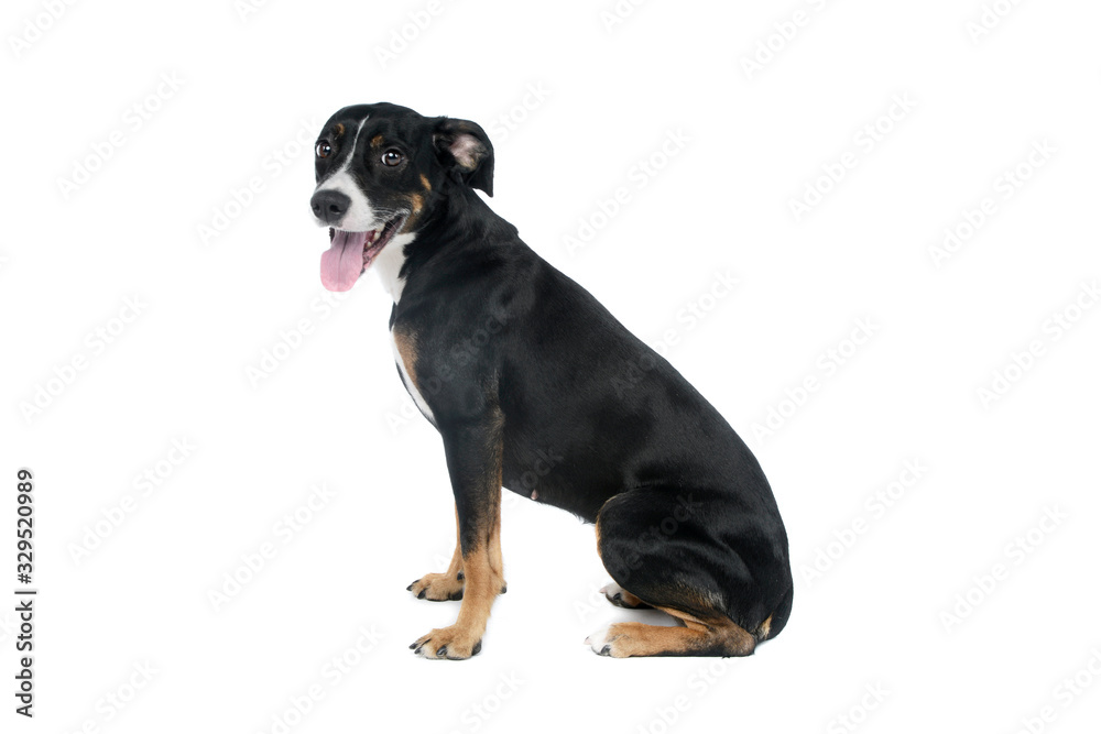 Fototapeta premium Studio shot of a lovely Mixed breed dog