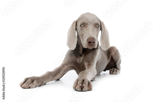 Studio shot of a beautiful Weimaraner