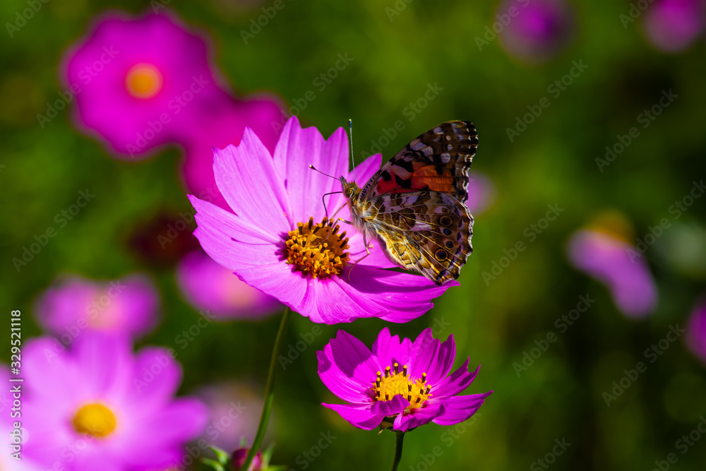 Out in nature amongst the wild flowers and butterflies. Out in nature amongst the wild flowers and butterflies.