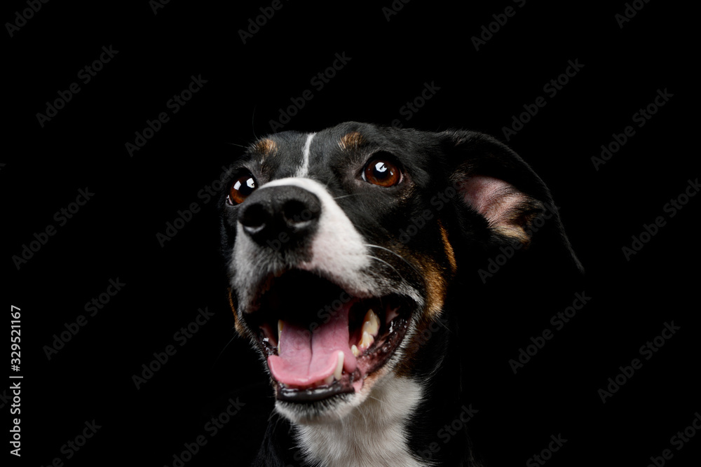 Portrait of a lovely mixed breed dog