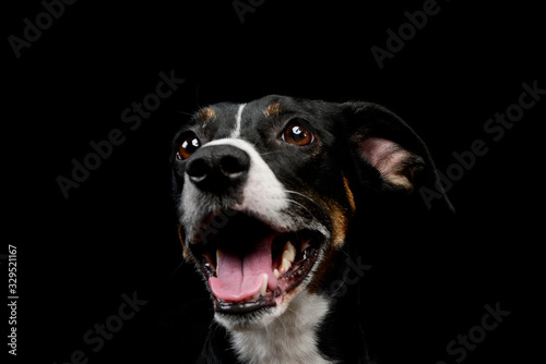 Portrait of a lovely mixed breed dog