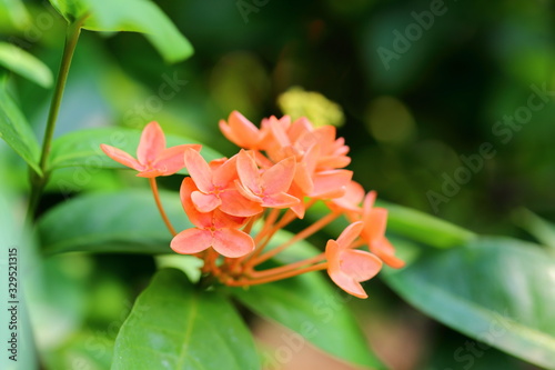 The Ixora coccinea flowers are caused by being in a bouquet of many colors.