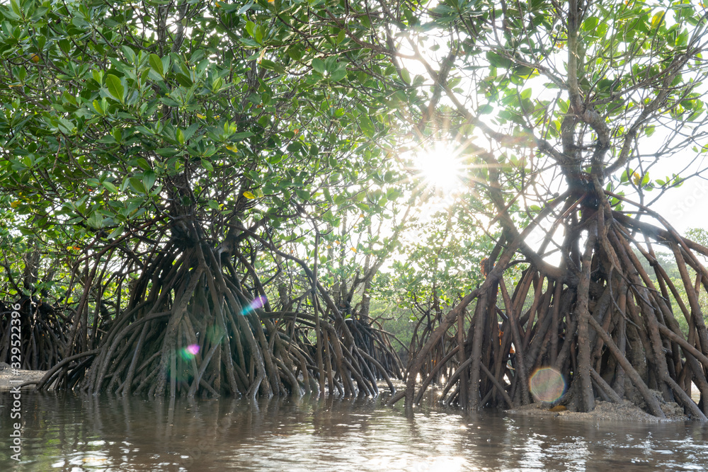MANGROVE MANGROVE