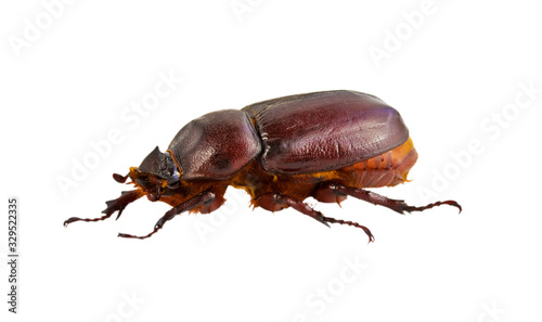 brown beetle © Sergii