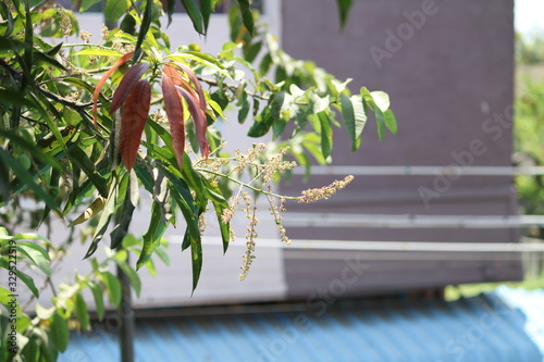 Flowers and Tender leaves in a Mango tree 