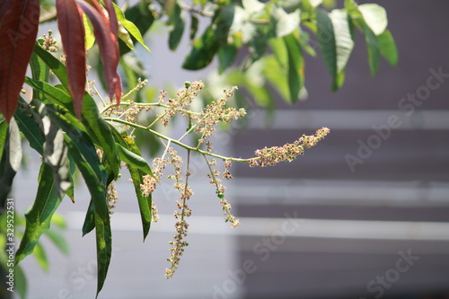 Flowers and Tender leaves in a Mango tree 