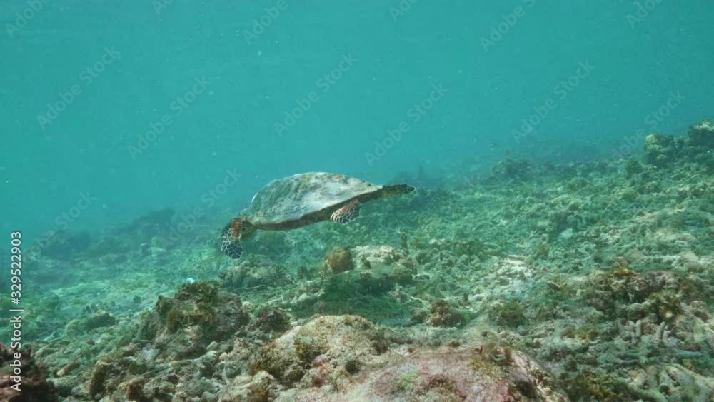 Swimming with Hawksbill Sea Turtle (Eretmochelys imbricata), underwater 4k shot Swimming with Hawksbill Sea Turtle (Eretmochelys imbricata), underwater 4k shot