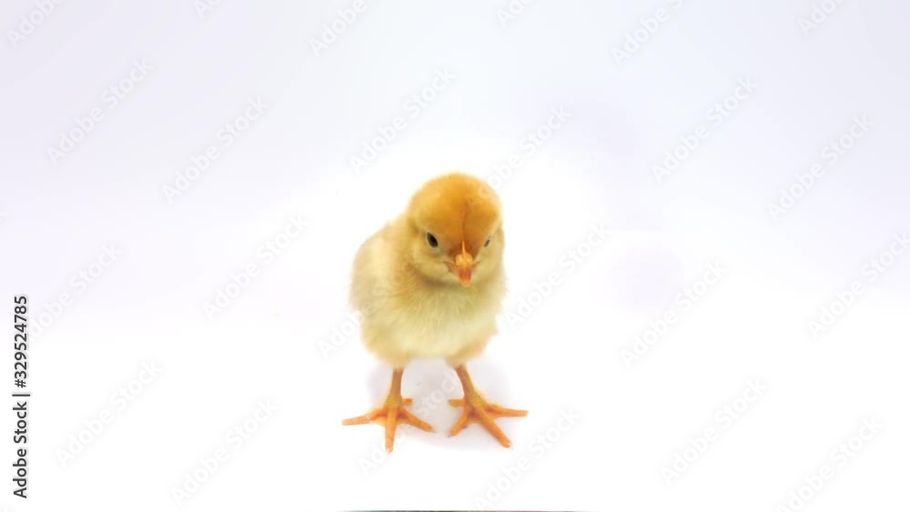 Little yellow chicken curiously looks at camera. FullHD 1080p, isolated on white. Little yellow chicken curiously looks at camera. FullHD 1080p, isolated on white.