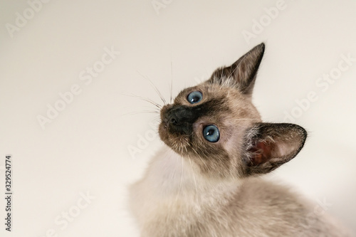 Purebred 8 weeks cute Siamese kitten. Portrait of thai cat with blue eyes sitting on white background. Concepts of pets play hiding photo