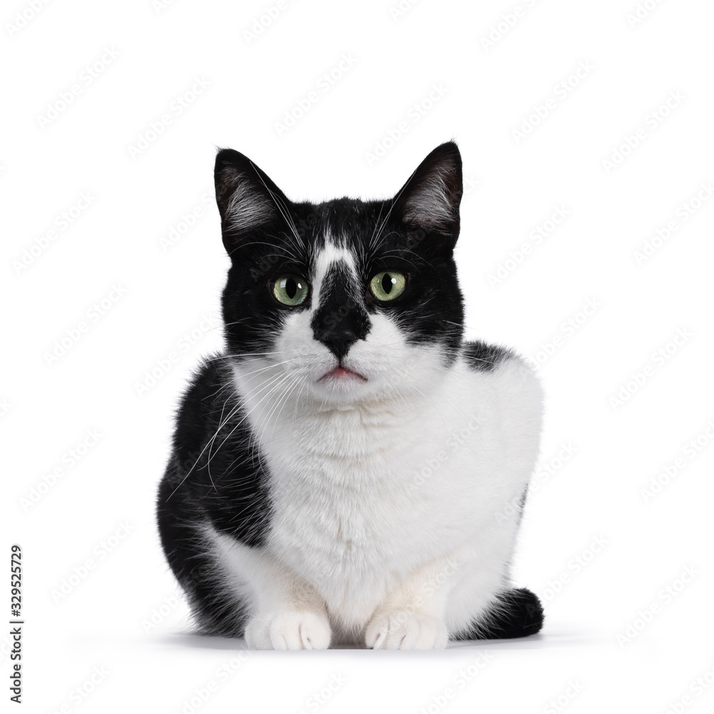 Cute black and white house cat, sitting facing forwards. Looking straight at camera with mesmerizing green eyes. Isolated on white background.