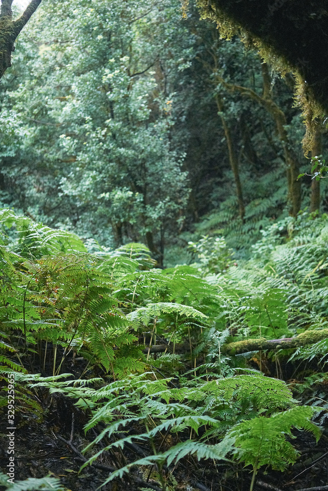 Obraz premium Relic forest anaga jungle