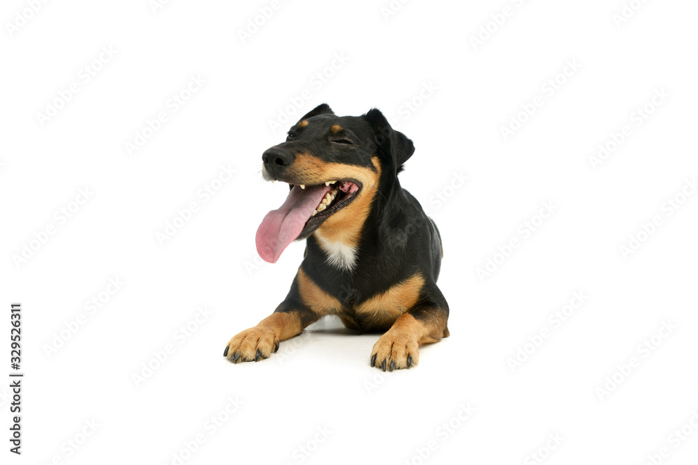 Studio shot of an adorable Jack Russell Terrier puppy