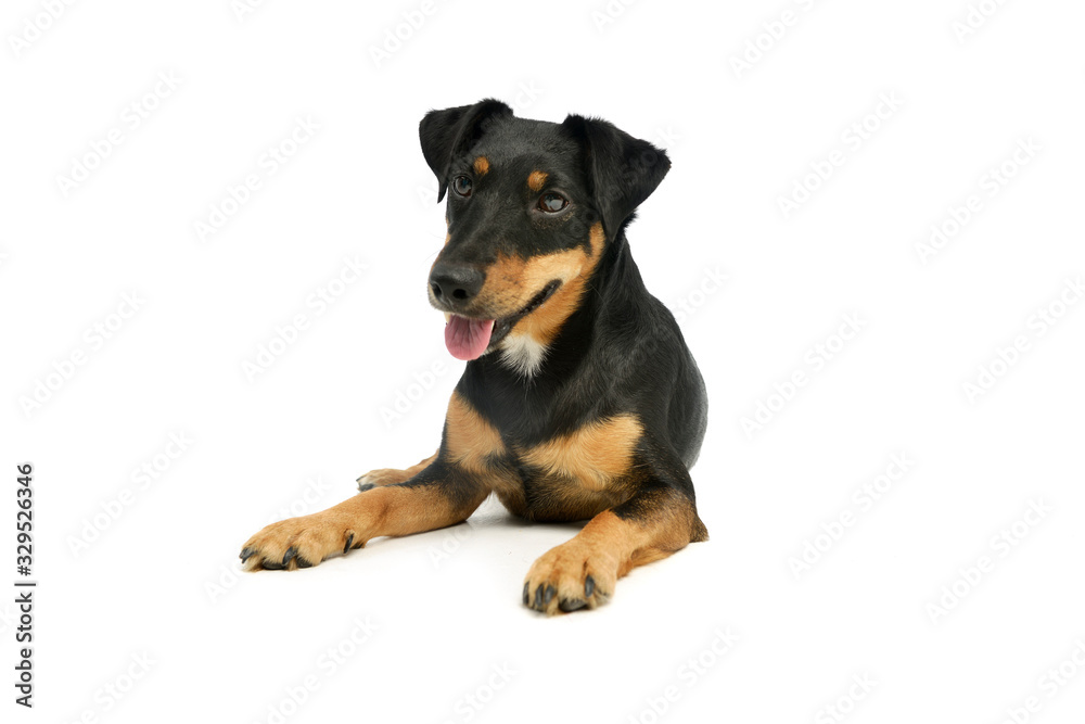 Studio shot of an adorable Jack Russell Terrier puppy