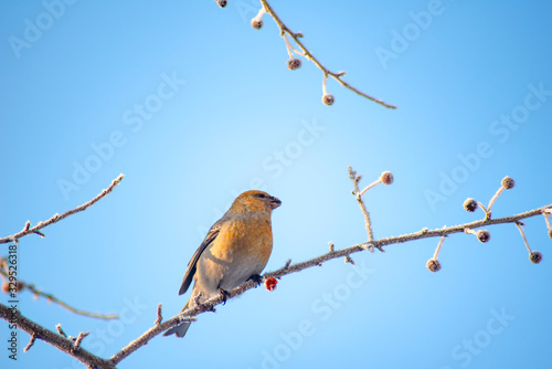 a colorful wild bird sits on a frozen berry branch against a blue sky