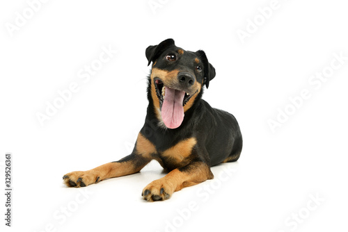 Studio shot of an adorable Jack Russell Terrier puppy