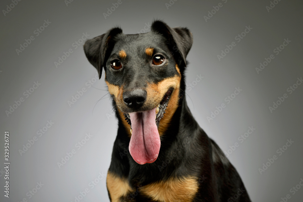 Portrait of an adorable Jack Russell Terrier