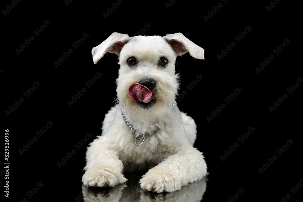 Studio shot of an adorable mixed breed dog Studio shot of an adorable mixed breed dog
