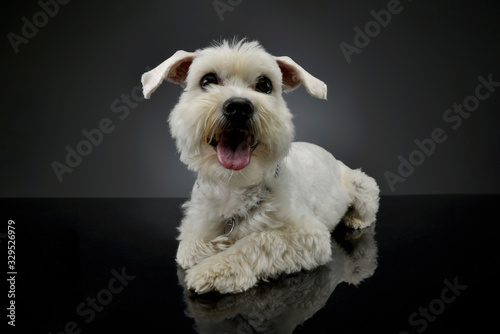 Studio shot of an adorable mixed breed dog © kisscsanad