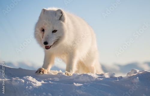 Lis polarn w zimowej szacie, południowy Spitsbergen