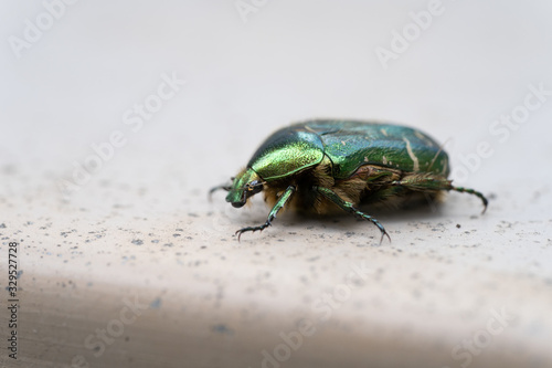 A close-up of a Green Rose Chafer ( Cetonia aurata ) a green metallic beetle on a stone underground