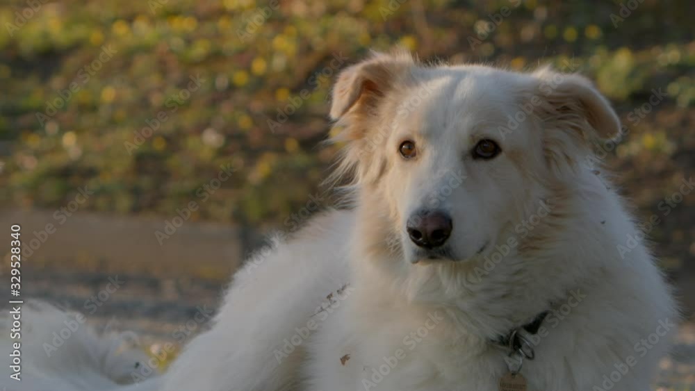 White shepherd dog in slow motion White shepherd dog in slow motion