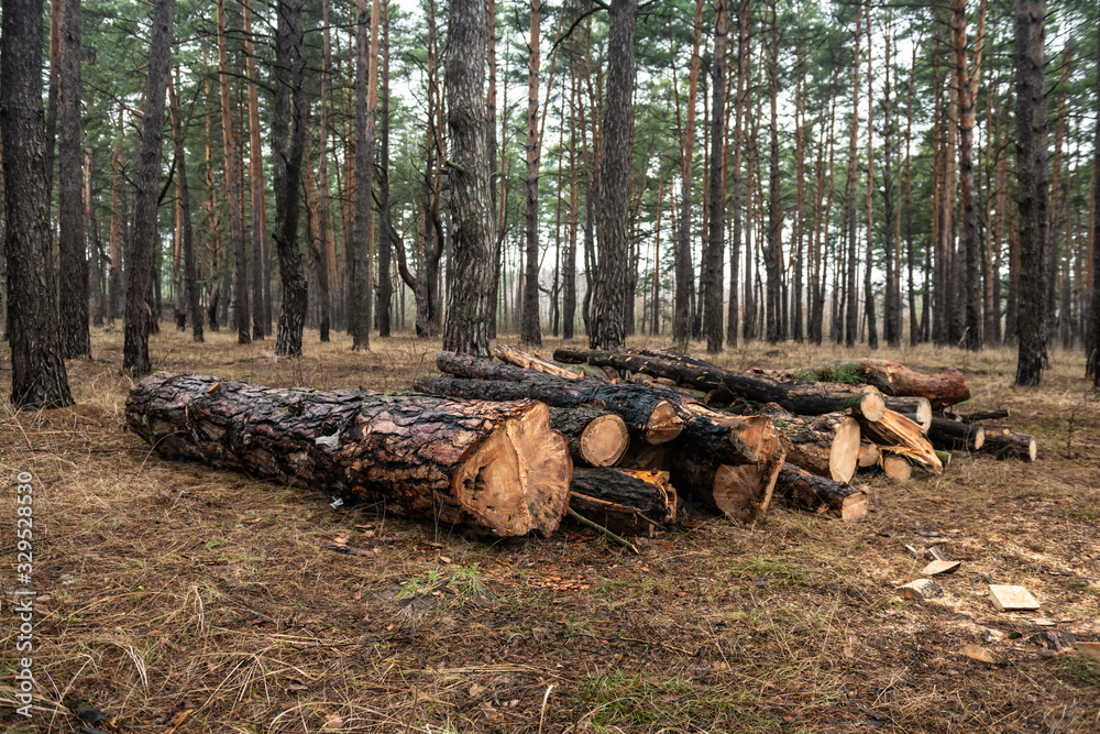 Sawn pine trees in spring forest ecology deforestation Sawn pine trees in spring forest ecology deforestation