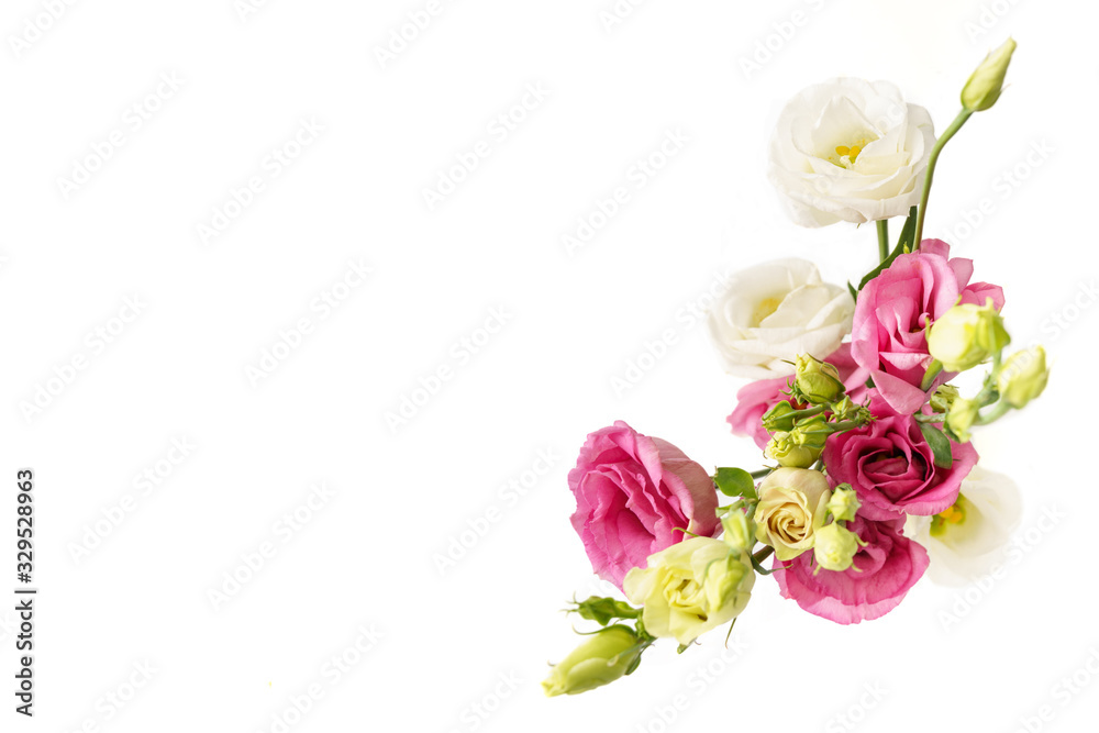 eustoma flowers pink and white isolated on white background 