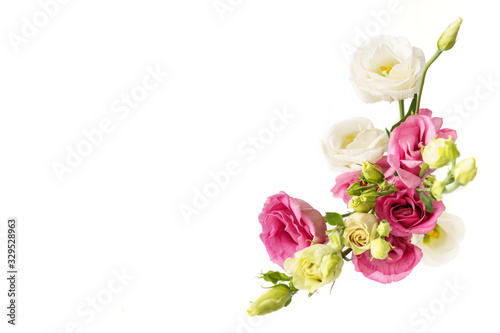 eustoma flowers pink and white isolated on white background 