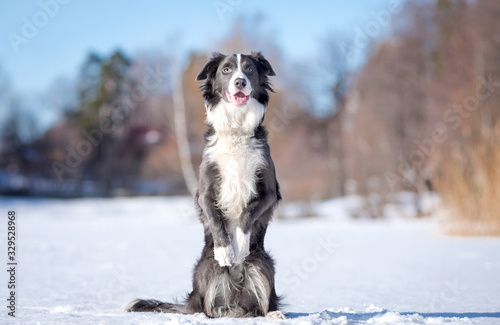 Border collie puppy in the snowy winter in the forest on the lake, in the sunlight, sitting and smiling © Tsvetkova