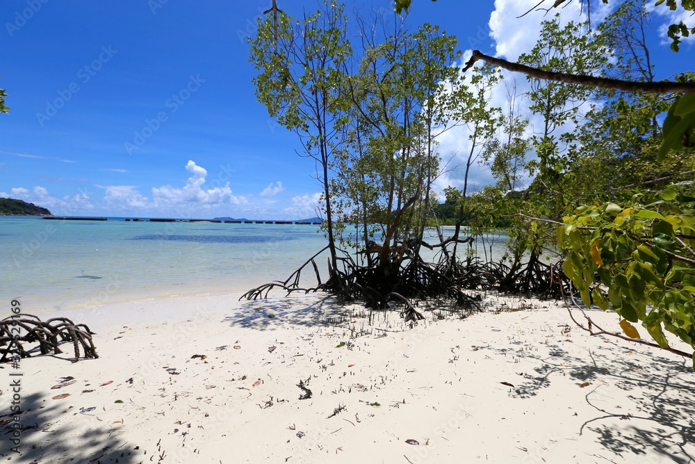 Mangrove île Curieuse, Seychelles