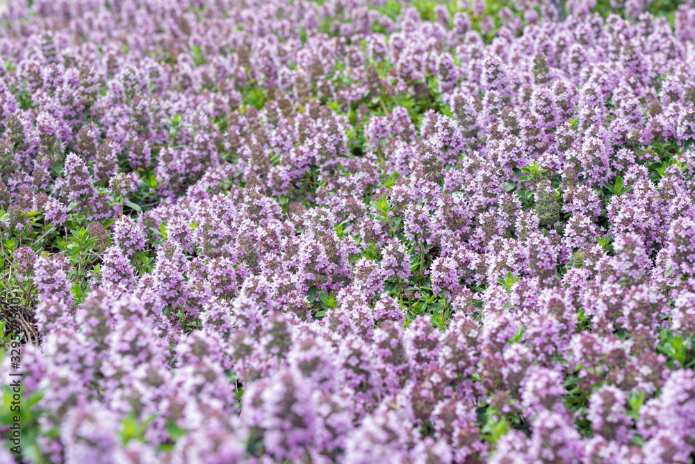 Beautiful purple floral background by groundcover thyme. Thimus serpillum in flower bed in garden Beautiful purple floral background by groundcover thyme. Thimus serpillum in flower bed in garden
