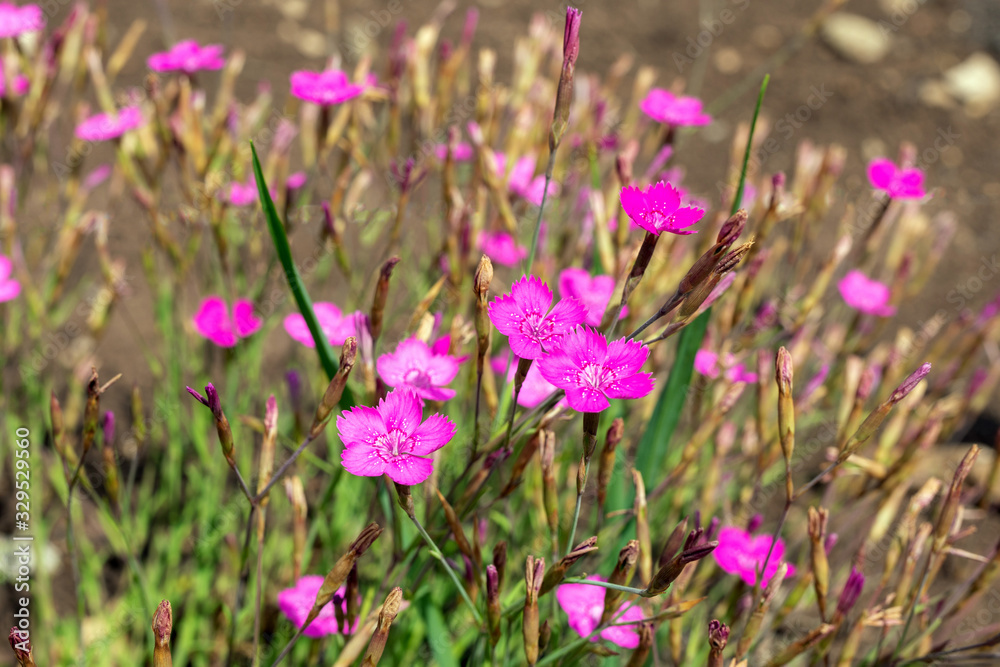magenta pink fragrant flowers Dianthus, Cheddar Pinks Firewitch. Sweet William flower