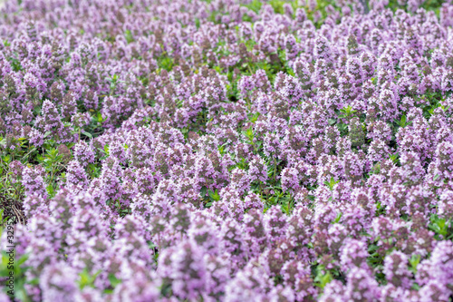 Beautiful purple floral background by groundcover thyme. Thimus serpillum in flower bed in garden