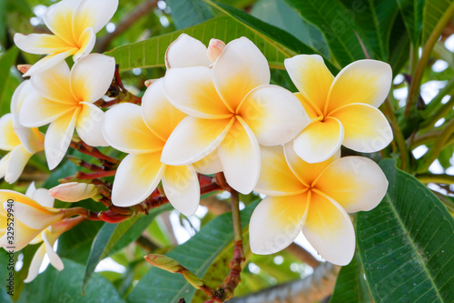 white and yellow frangipani flowers with natural background