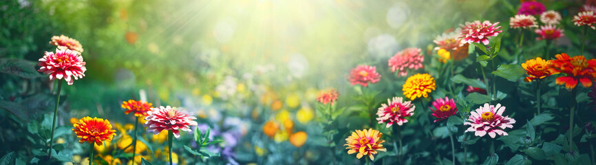 Colorful beautiful multicolored flowers Zínnia spring summer in Sunny garden in sunlight on nature outdoors. Ultra wide banner format.