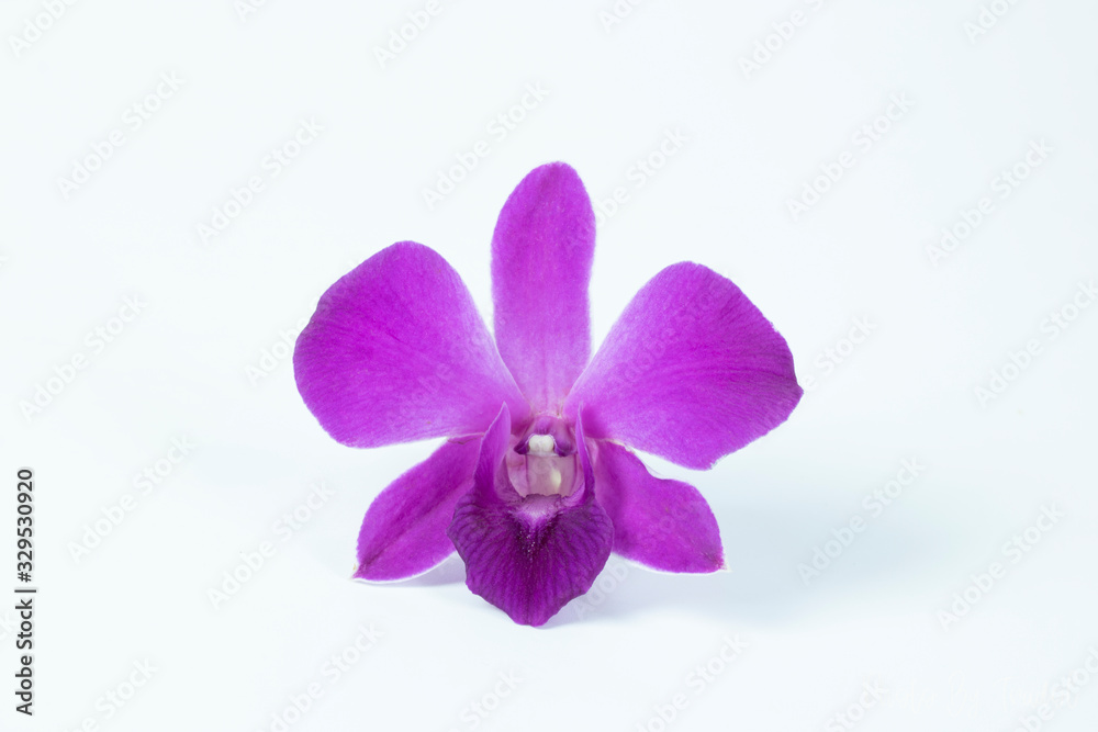 pink violet orchid flower isolate on white background