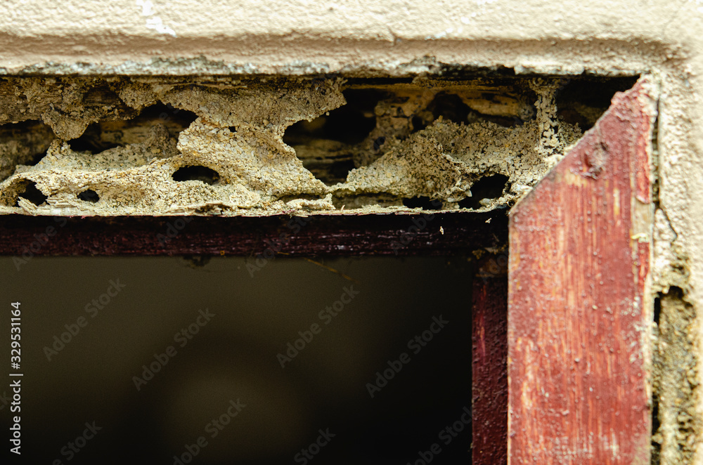 Close up wooden door frames that are damaged by termites eat wood