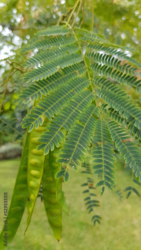 Acacia tree patterned leaves and long green pods with seeds on blurred background of garden lawn. Fresh foliage and branches in park. Summer growth of nature.
