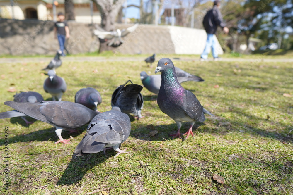 Obraz premium pigeons in the park