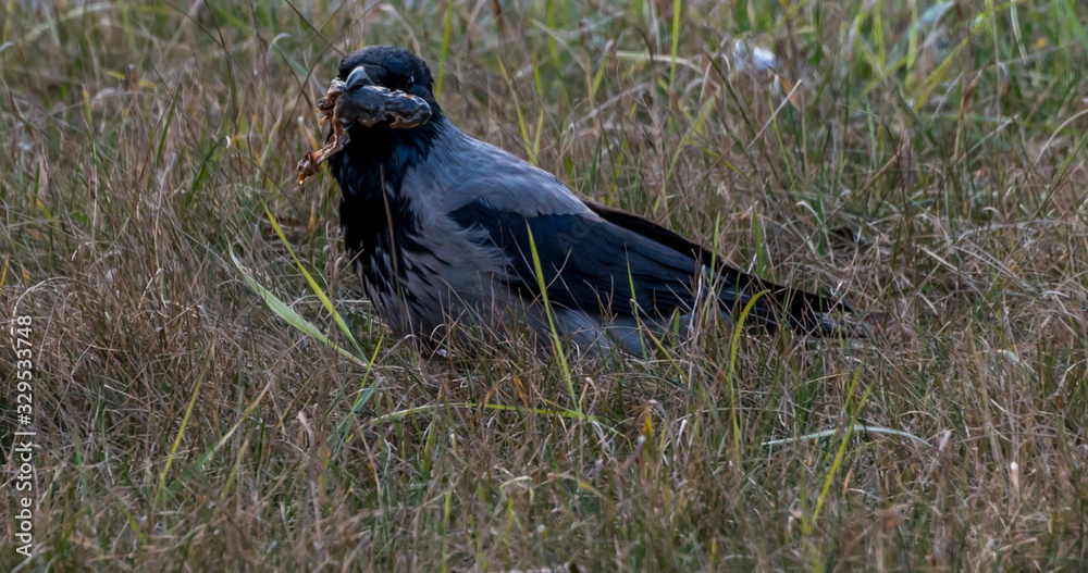 Obraz premium Black Headed Crow Eating a Dead Frog