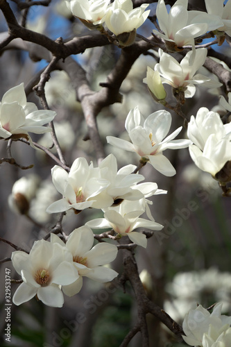                                                 Magnolia denudata