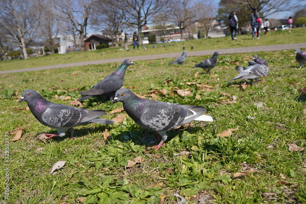 Obraz premium pigeons on grass