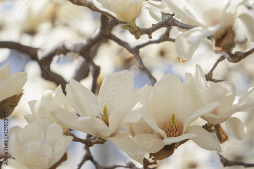ハクモクレンの花／Magnolia denudata