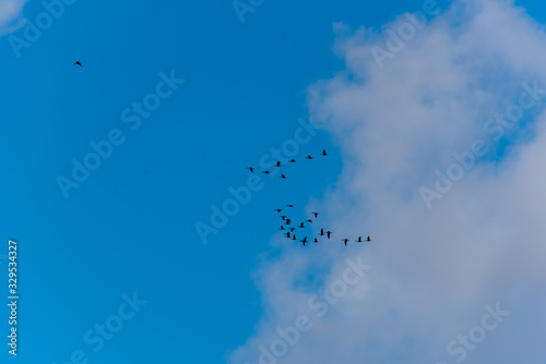 Cormorants Flying in Formation in a Sunny Sky