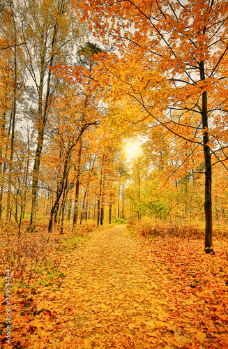 dark yellow maple leaves in sunny autumn forest