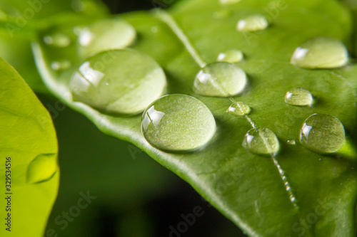 Close up of the drop of water on the green leaf with blurred green background..Many drops of water on the green leaves in the garden during the rainy season.