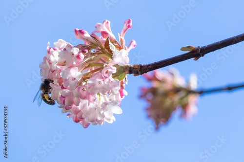 Closeup of honey bee  Apis mellifera  on Viburnum flowers in early spring