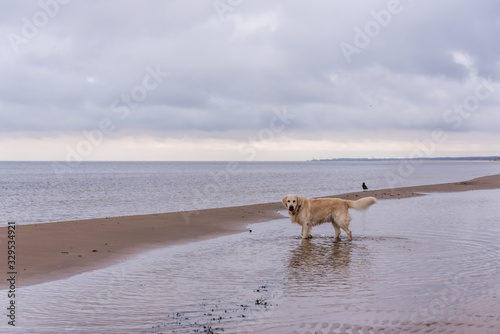 Golden Retriever in the Water at a Baltic Sea Beach